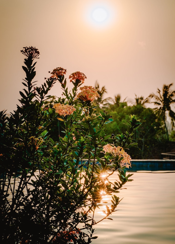 Daisy Resort 62/75