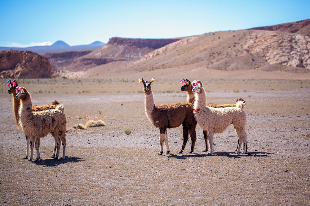 Tierra Atacama 36/50