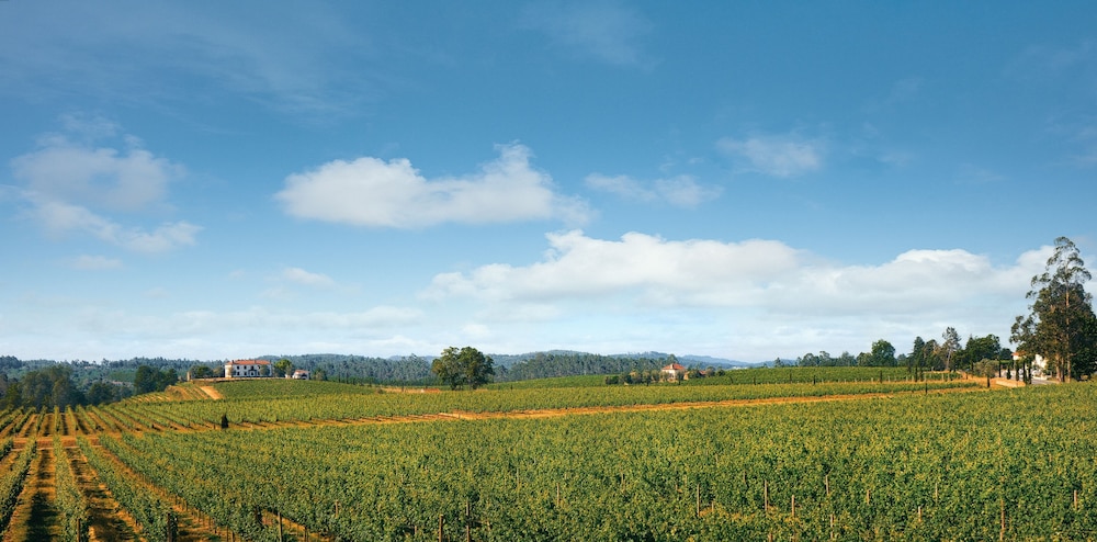 Terra Rosa Country House & Vineyards 42/50