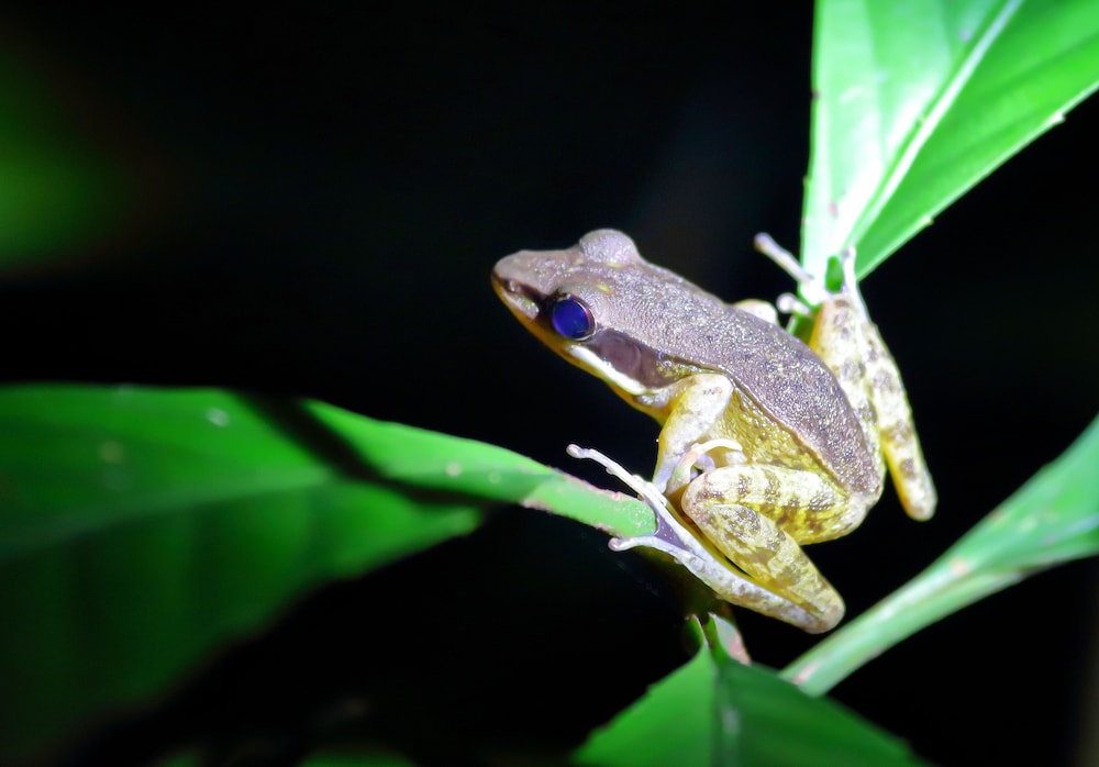 Nature Lodge Kinabatangan Sandakan 6/21