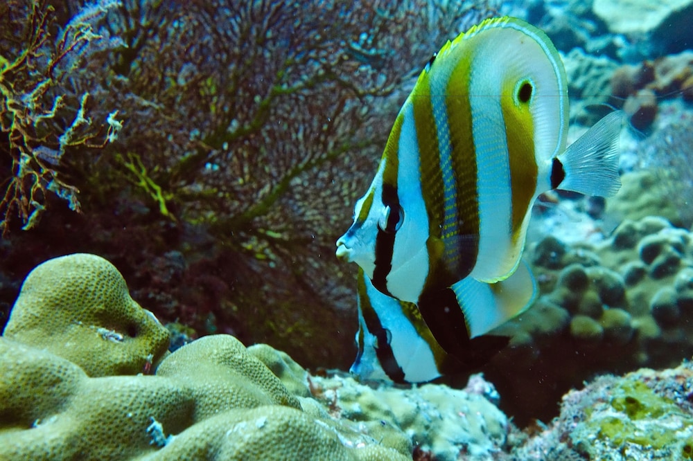 Perhentian Island Resort 20/55