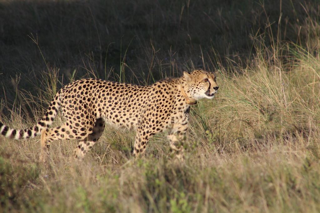 Safari Lodge- Amakhala Game Reserve 46/50