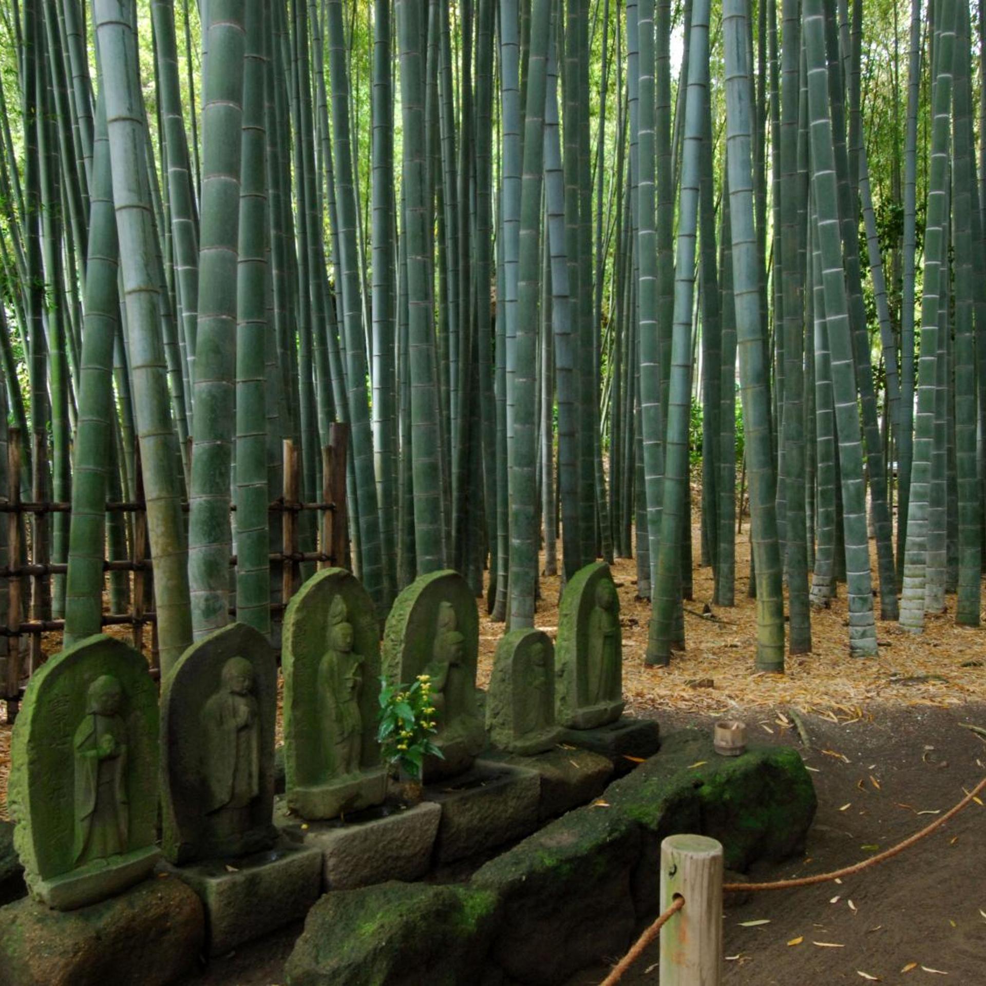 Kaihinso Kamakura 49/52