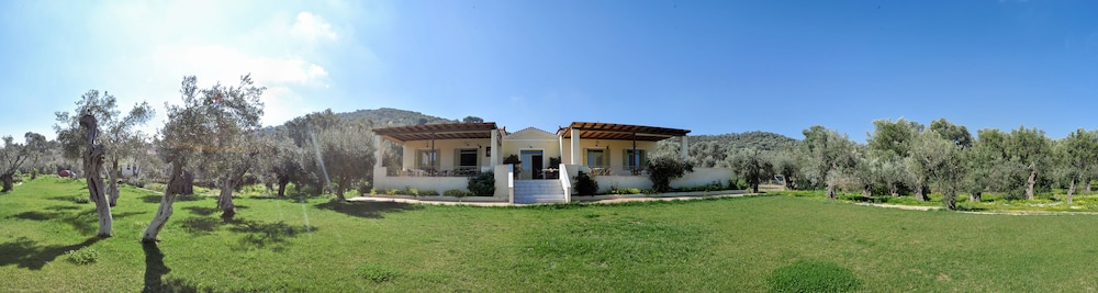 Gera's Olive Grove 39/50