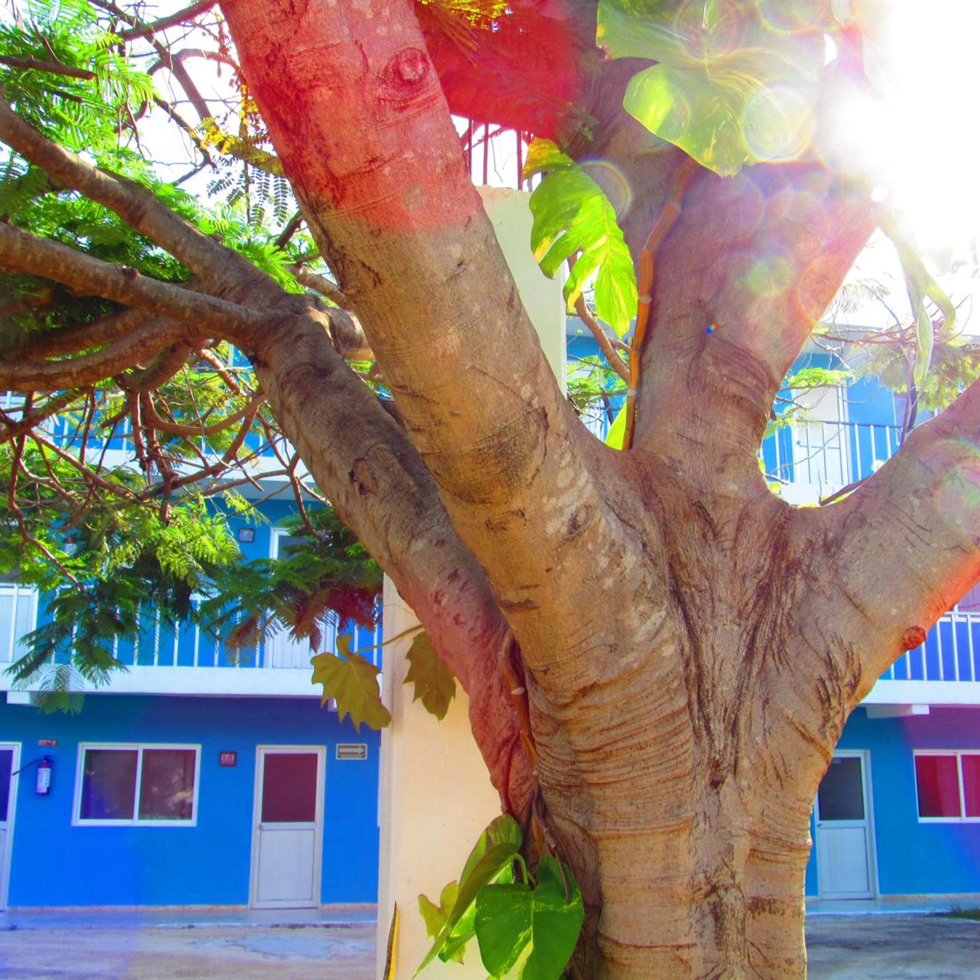 Blue Coconut Cancun 46/52
