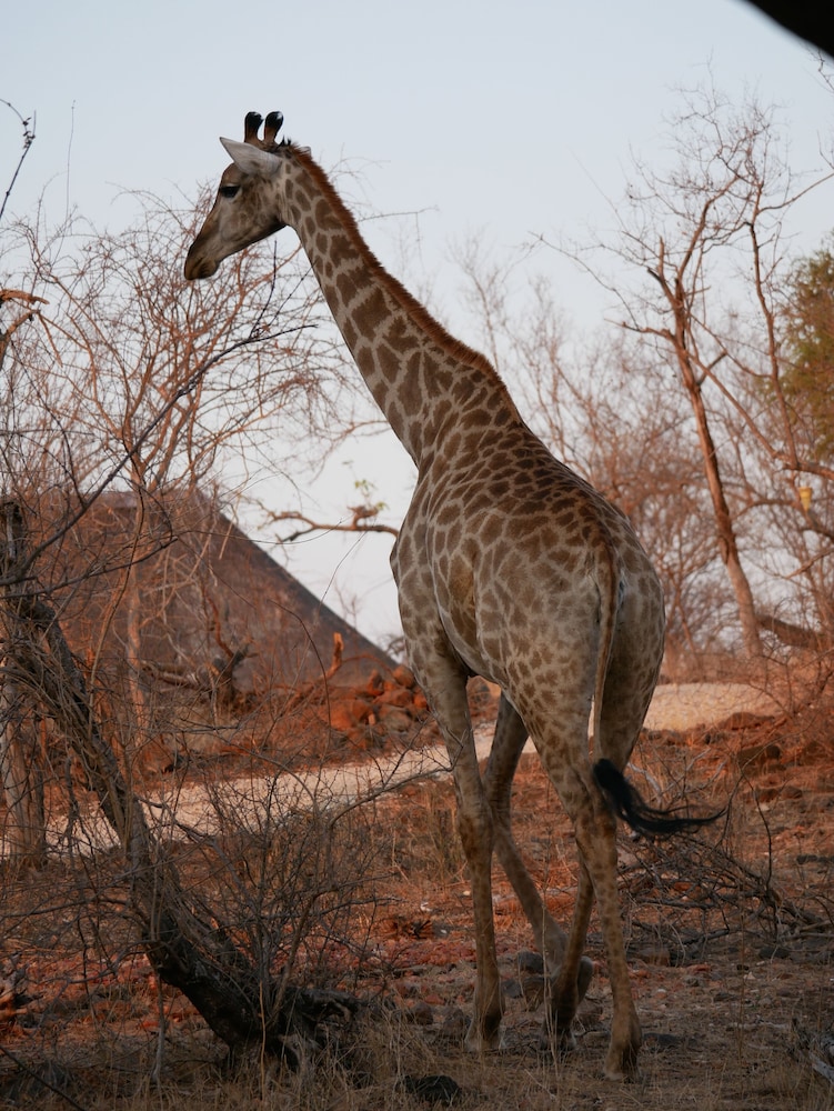 Mbizi Bush Lodge 34/50