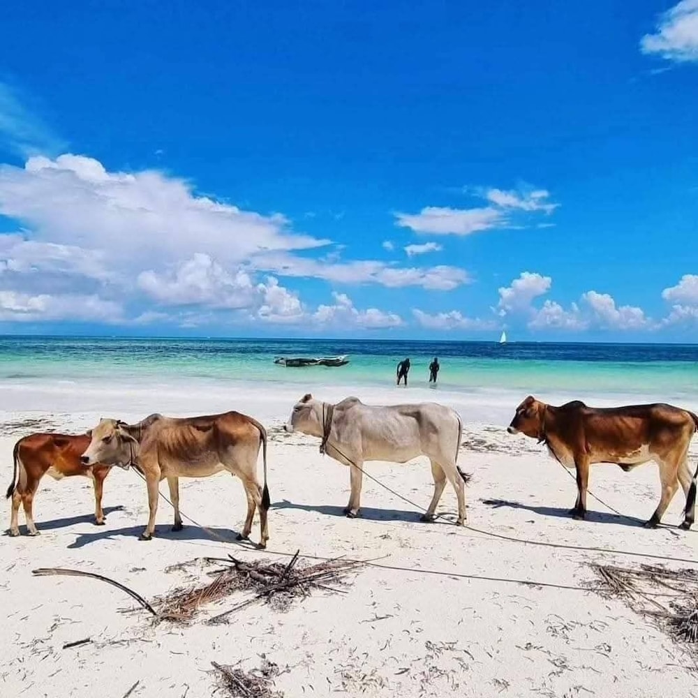 Sipano Beach Lodge Zanzibar 37/45