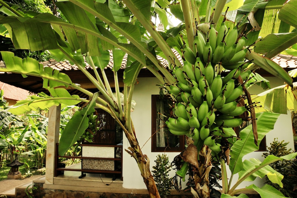 Bali Dream House 24/33