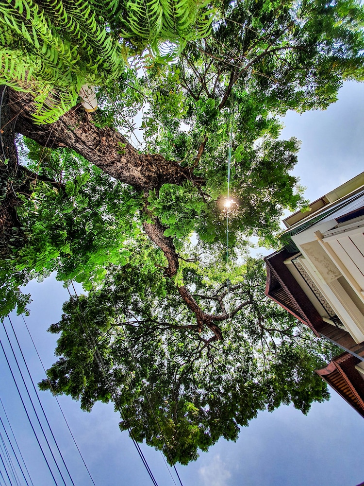 Big Tree Old Town Hotel 74/77