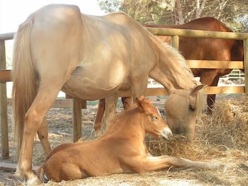 Agriturismo Agave Alghero 17/30