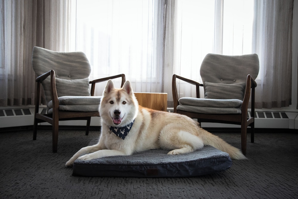 Elk + Avenue Hotel photo5