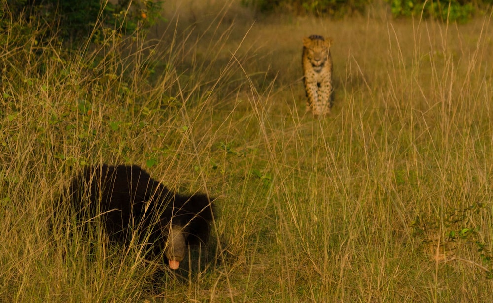 Big Game Camp Wilpattu 32/50