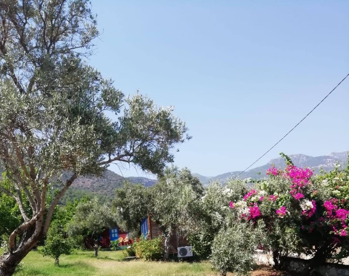 Bahar Bahce Datca 5/39