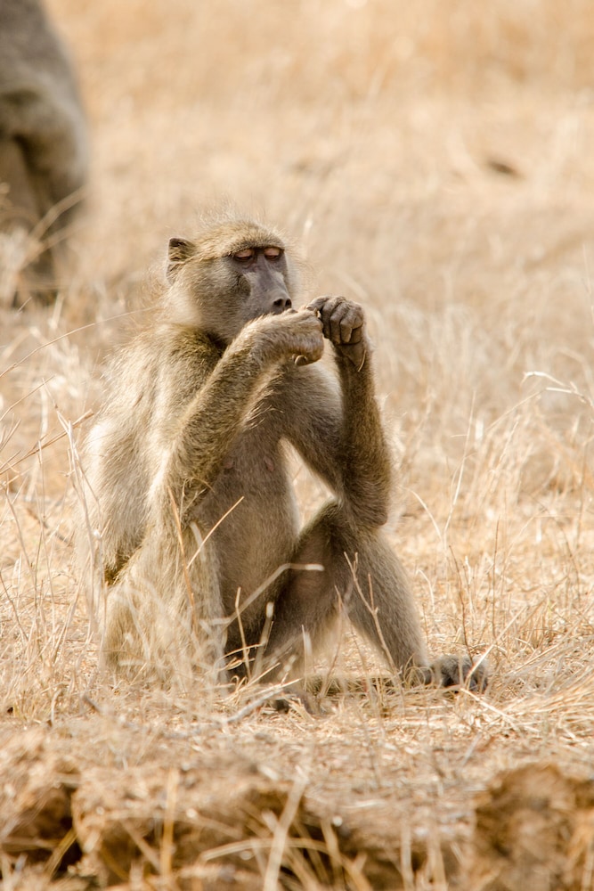 Elandela Private Game Reserve And Luxury Lodge 25/50