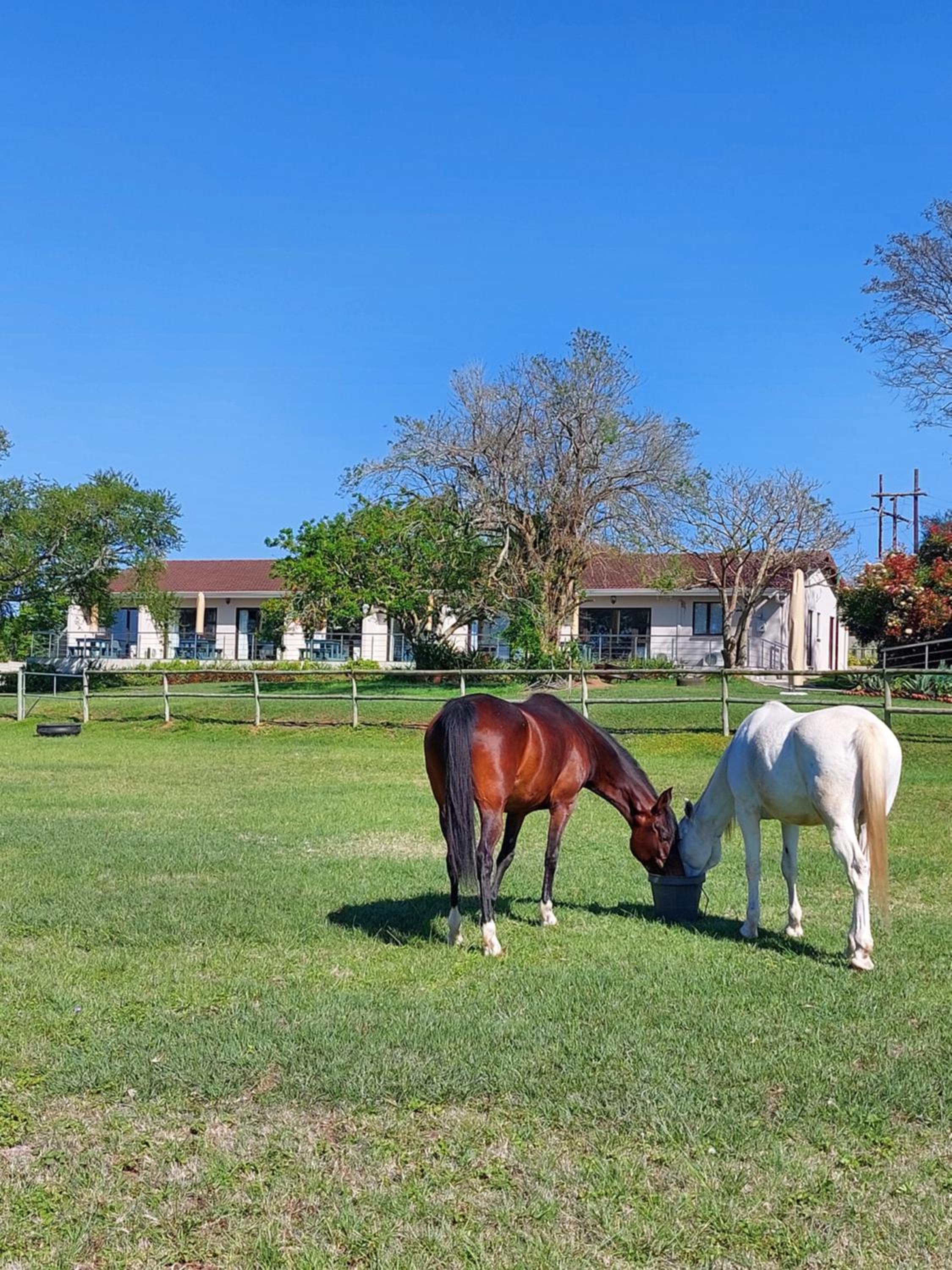 Equestre BnB 14/16
