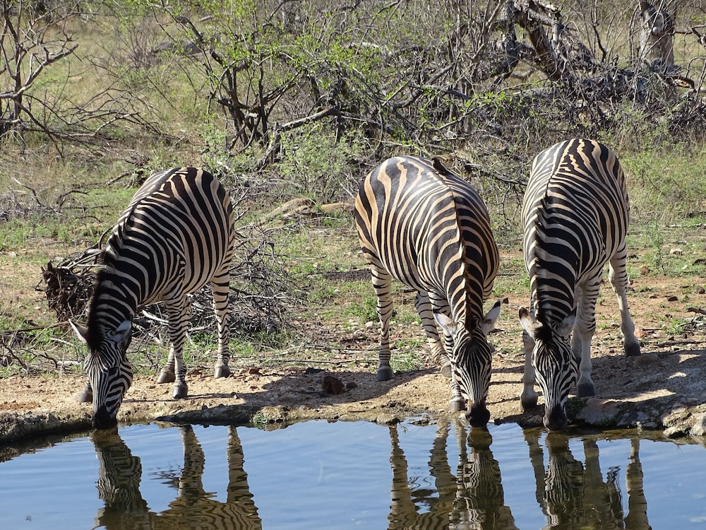 Ku Sungula Safari Lodge 32/42