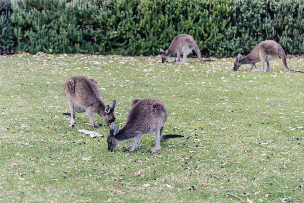 Yanchep Inn 28/41