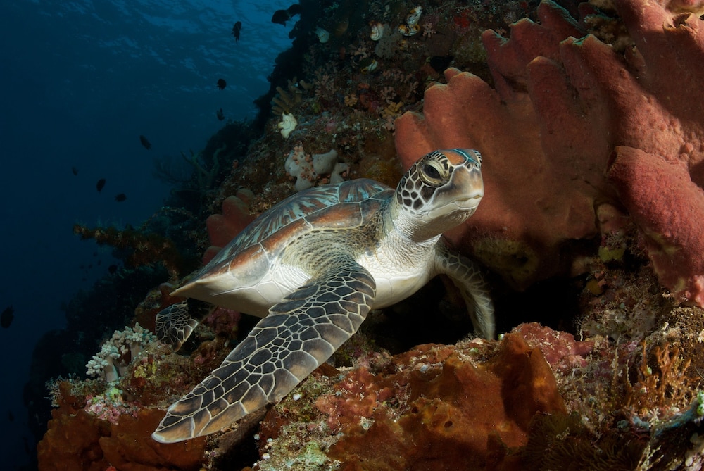 Murex Manado Dive Resort 2/50