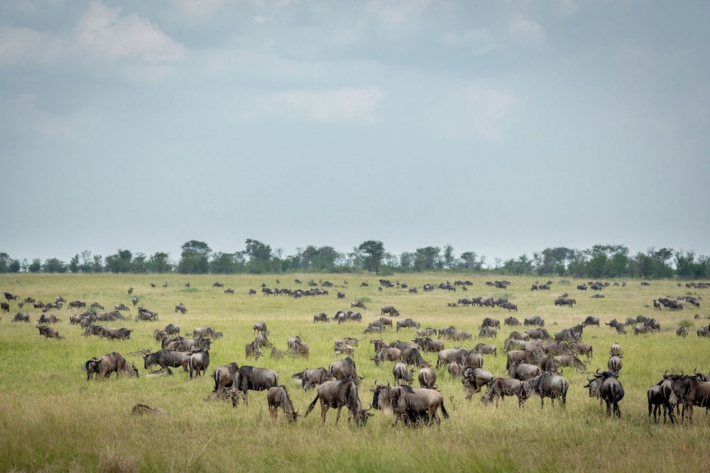 Gnu Mara River Camp 43/50