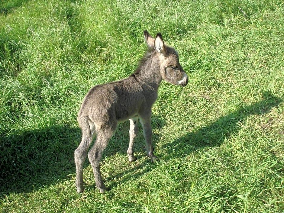 La Macchia 25/38