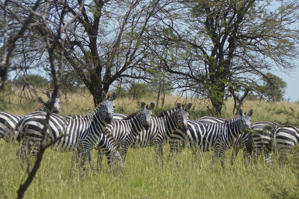 Gnu Mara River Camp 36/50