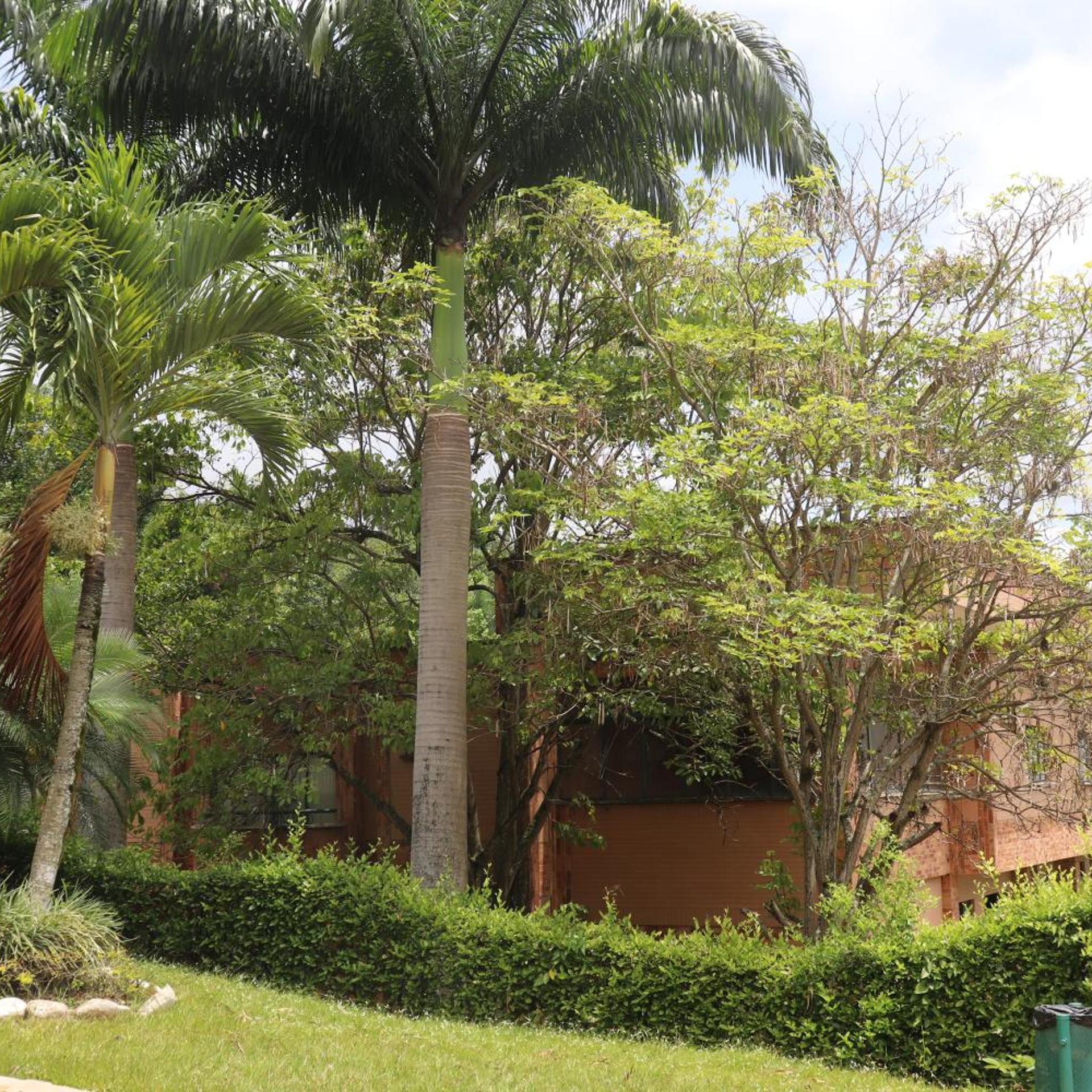 Hotel Palmera Real 37/55