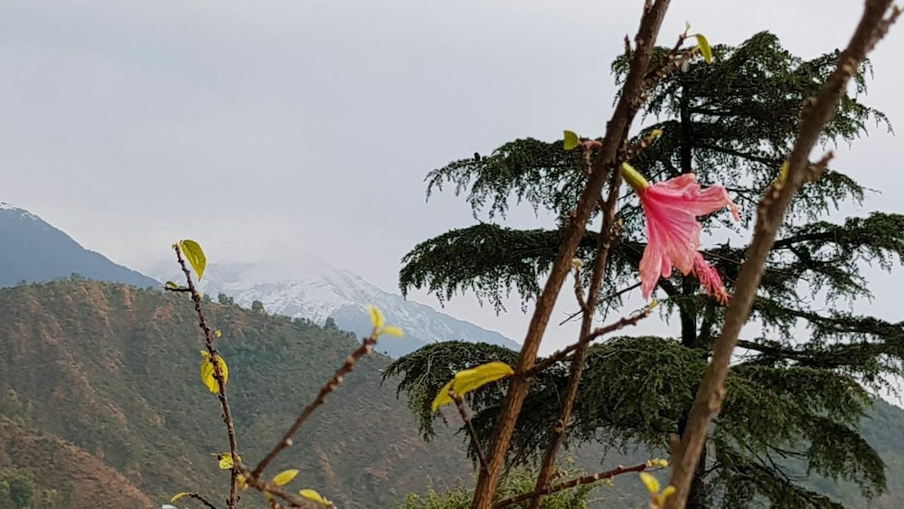 Villa Paradiso photo3