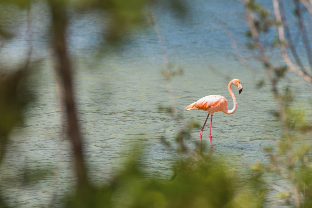 The Natural Curacao 52/61