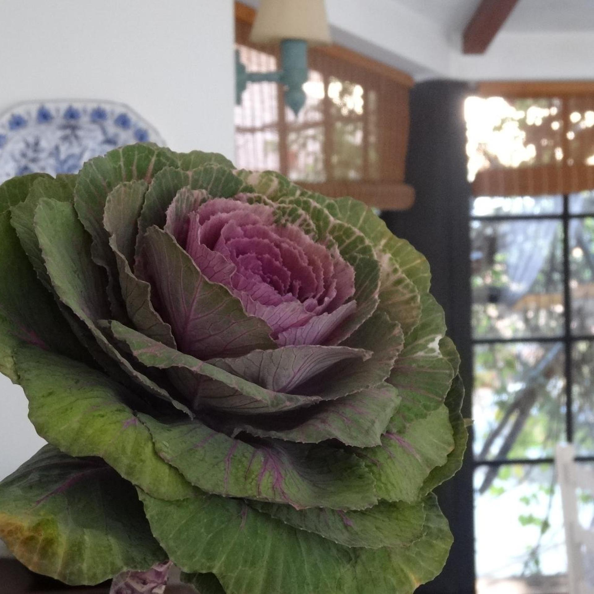 POSADA DE LA FLOR 28/50