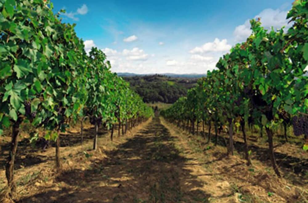 Fattoria il Bacio 45/50