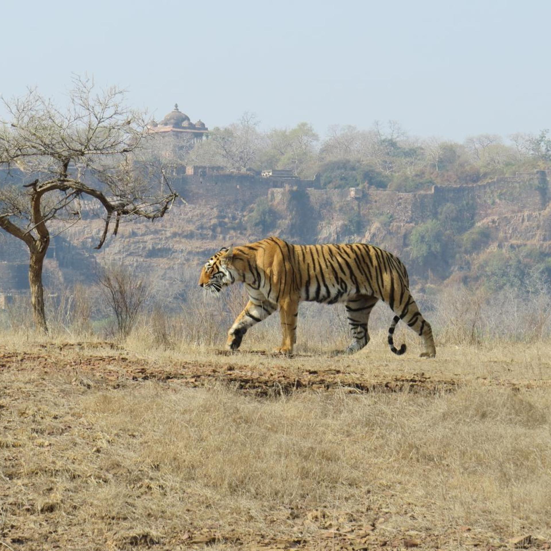 Treebo Rajputana Ranthambore 45/50