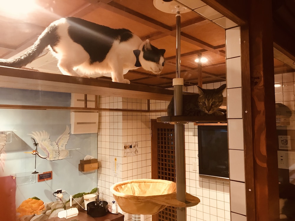 Cat Spa & Cat Ryokan Neco Republic Osaka 37/37