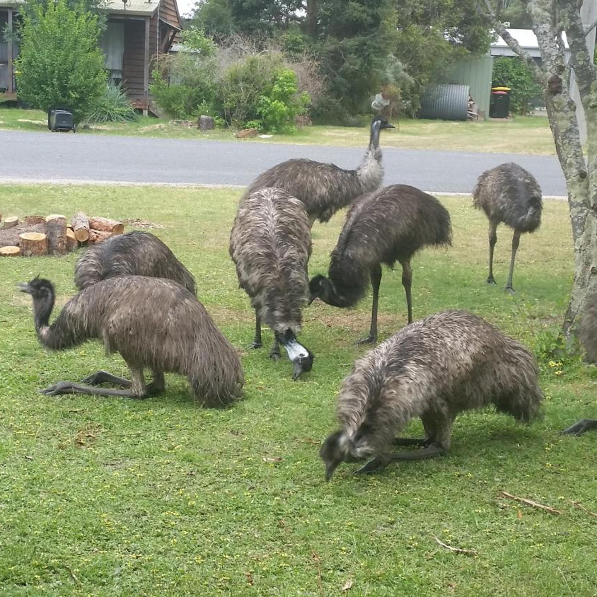 YHA Grampians Eco Halls Gap 45/63