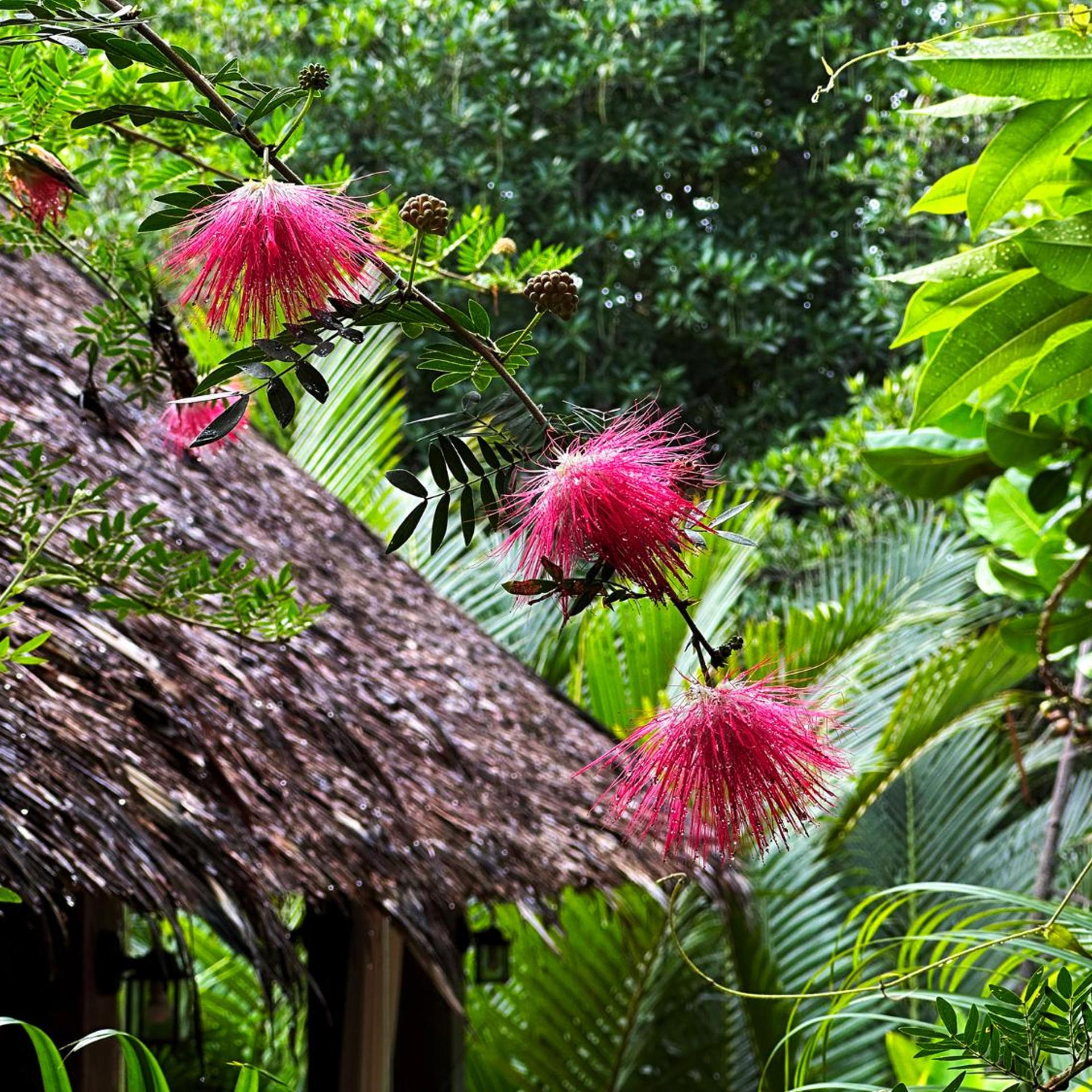 Dreamville Koh Phangan 43/55