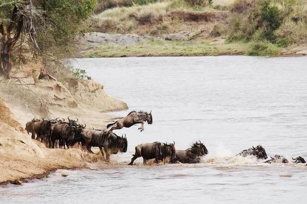 Mara Intrepids Tented Camp 21/49