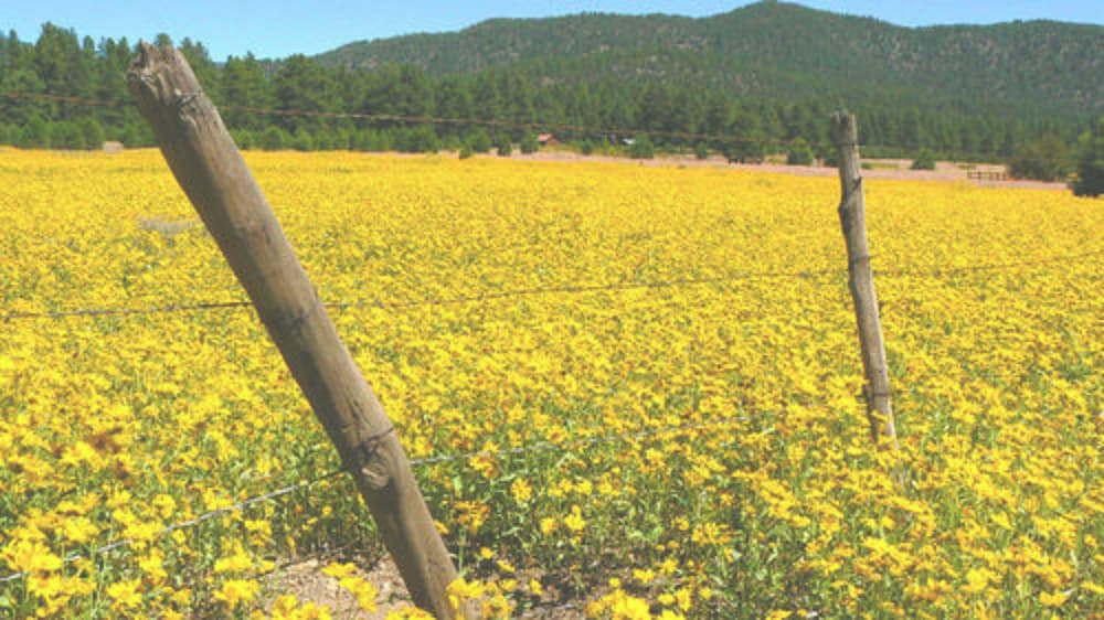 Elden Trails Bed And Breakfast 20/21