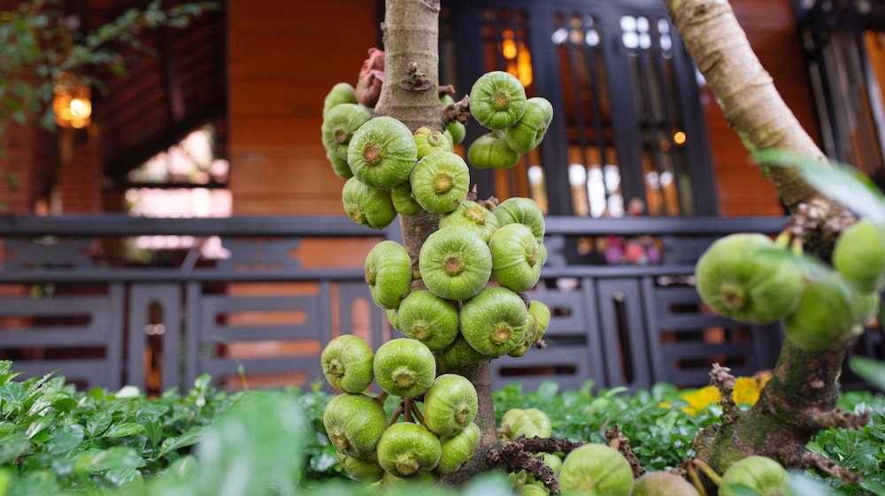 Betel花园别墅(Betel Garden Villas) 图片5