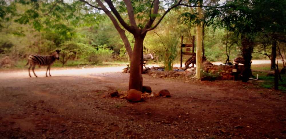 Phumula Kruger Lodge 51/66