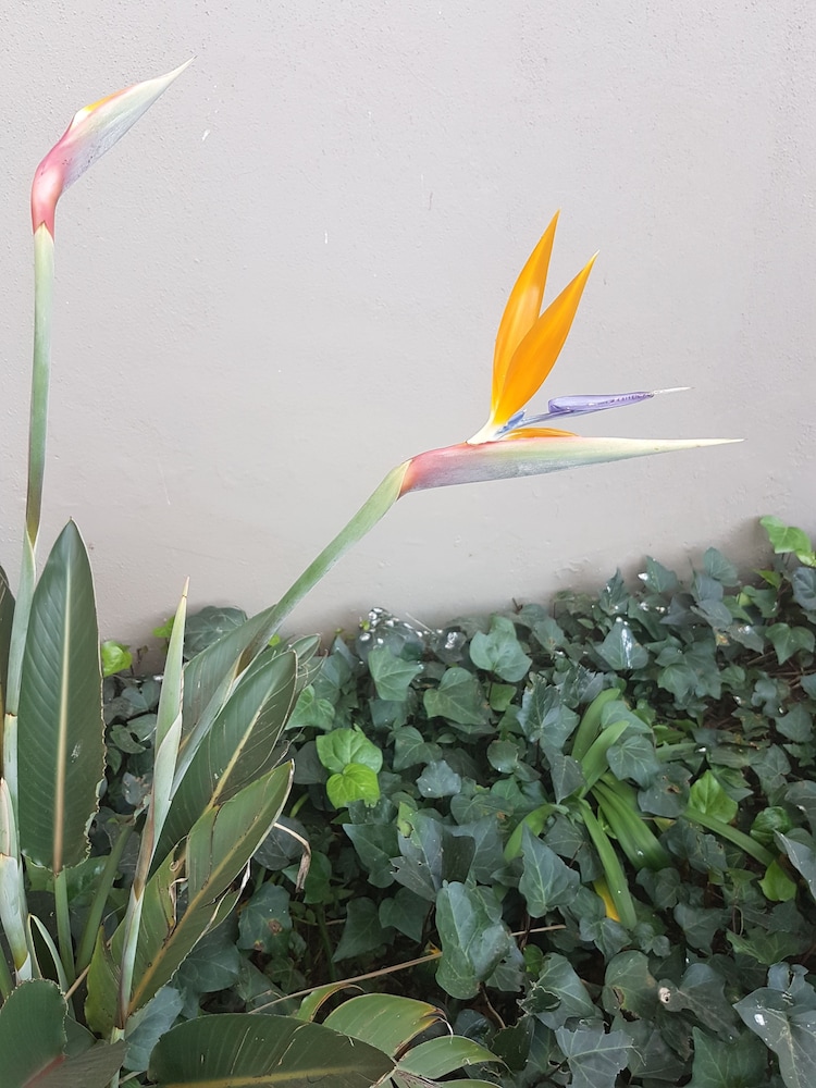 Blue Sparrow Guest House 25/29