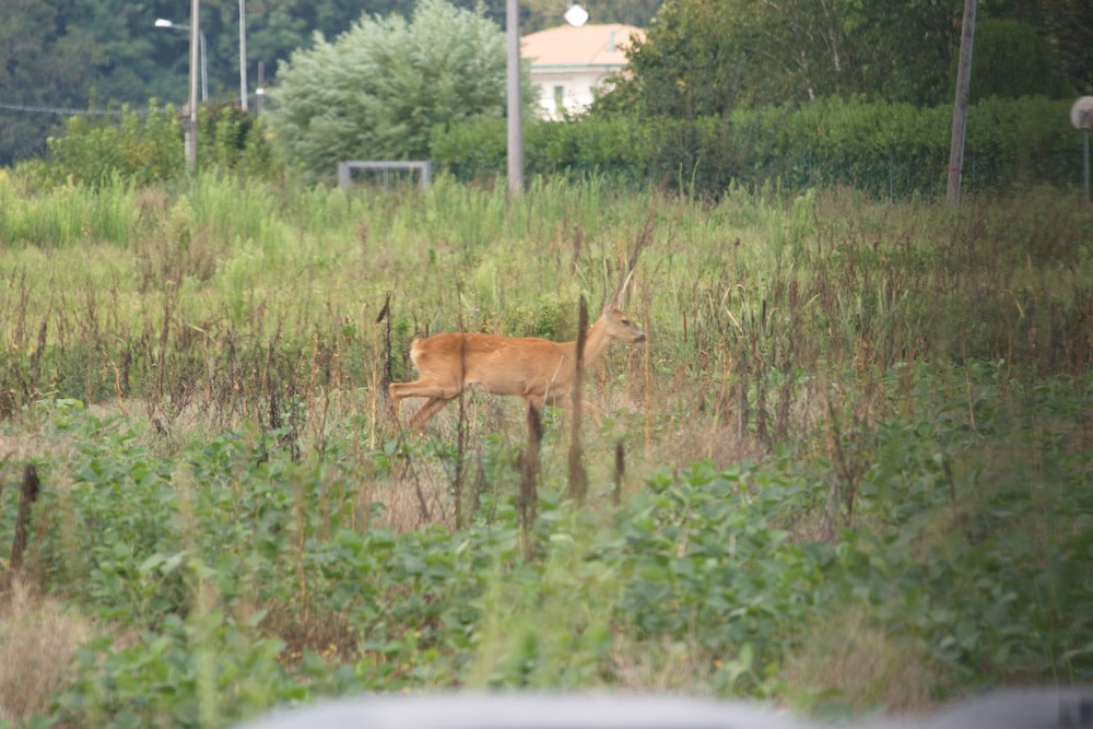 Locanda Veneta 31/45