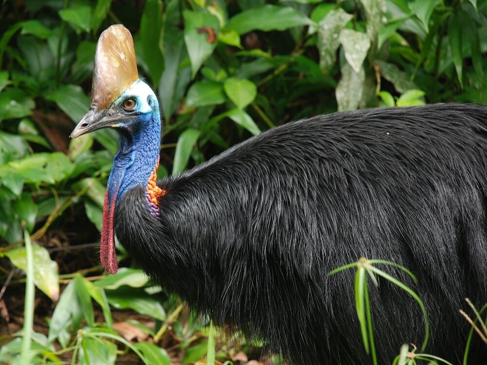Daintree Peaks Eco Stays 43/45