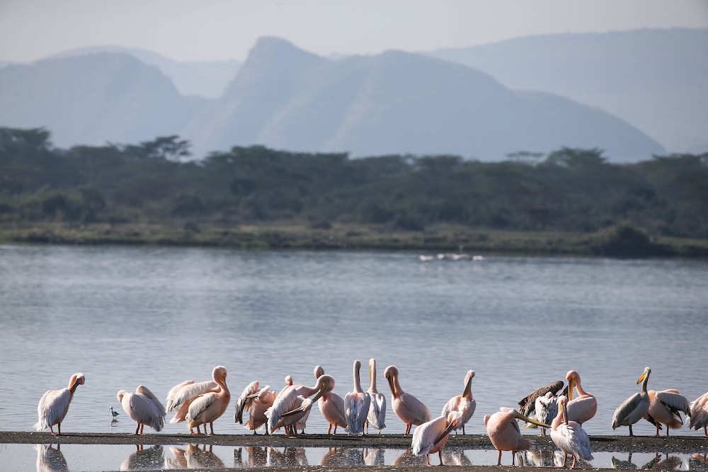 Lake Elmenteita Serena Camp 45/50