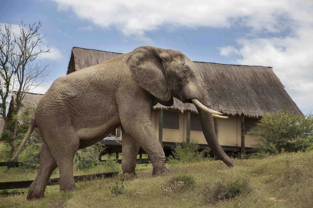 Gorah Elephant Camp 47/50