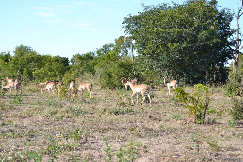 Chobe Sunset Chalets 43/49