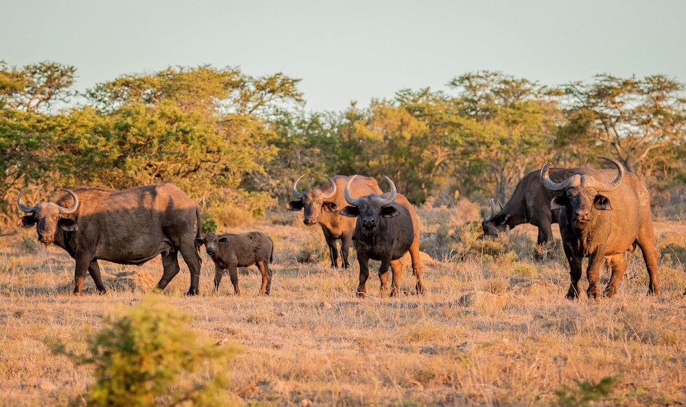 The Ranch House at African Safari Lodge 38/50