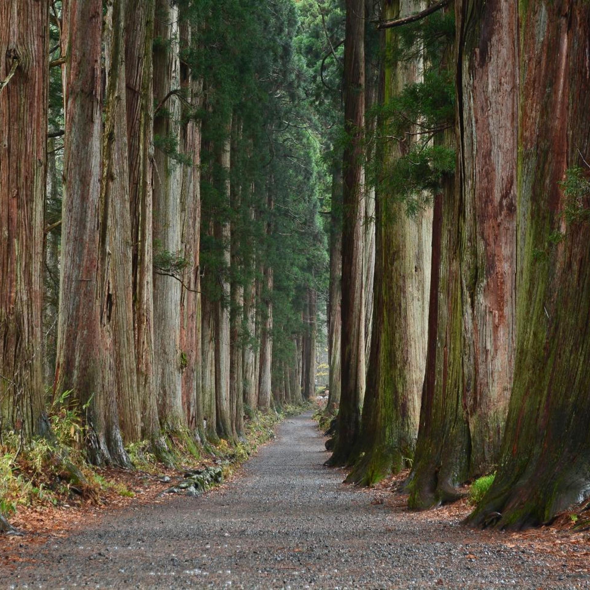 Asoviva Nagano Park 29/43