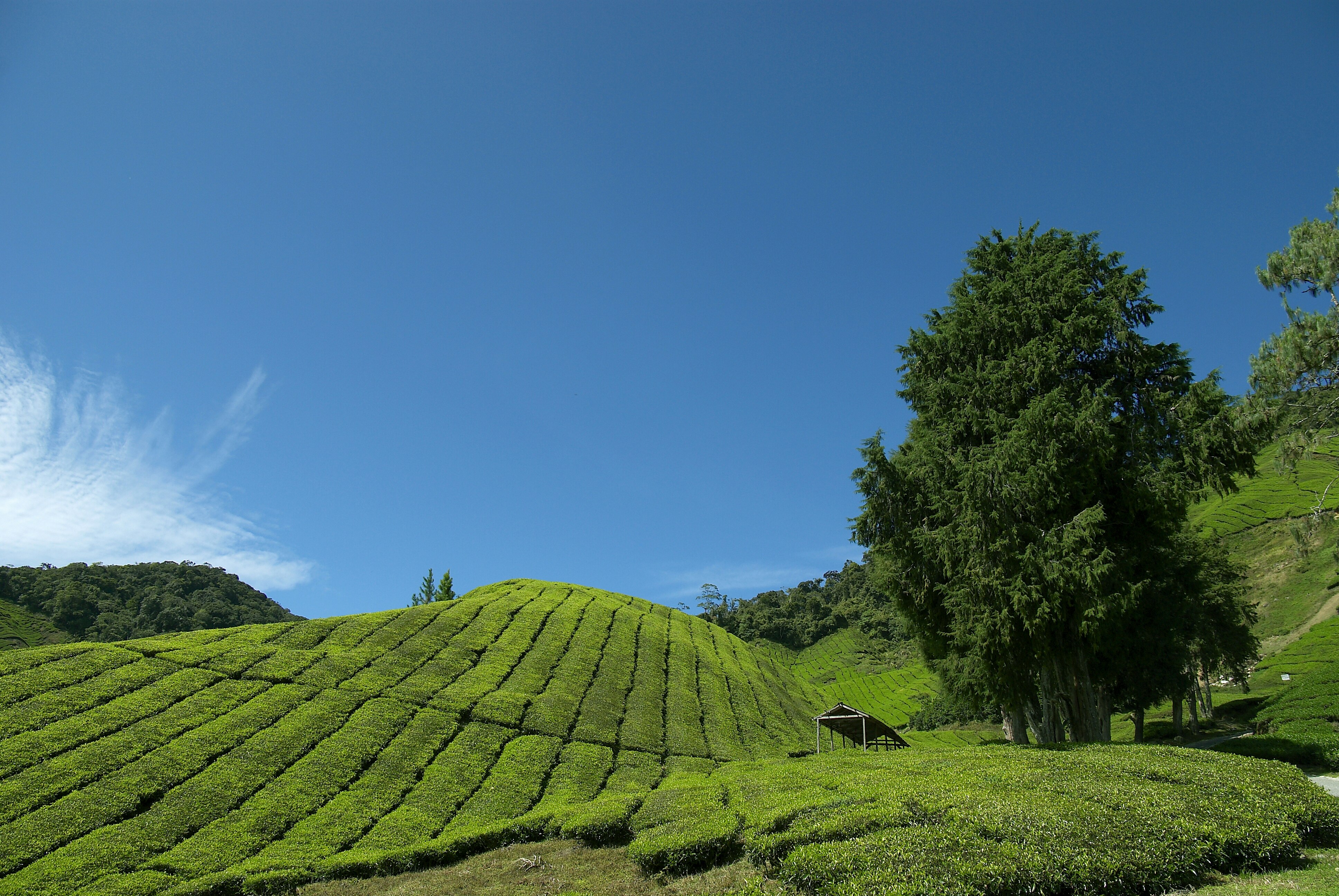 CAMERON HIGHLANDS RESORT 70/74