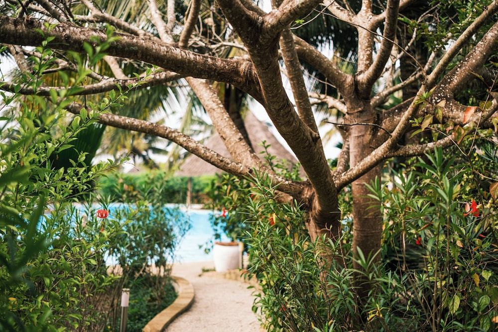 White Paradise Zanzibar 56/61