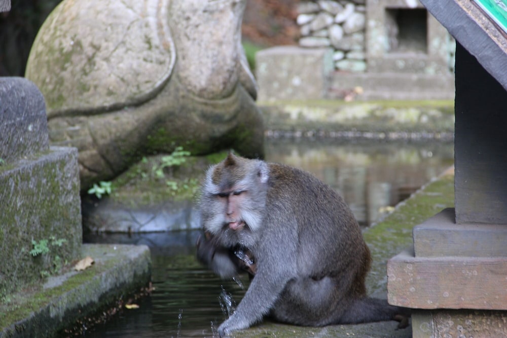 Anumana Ubud Bali 31/65