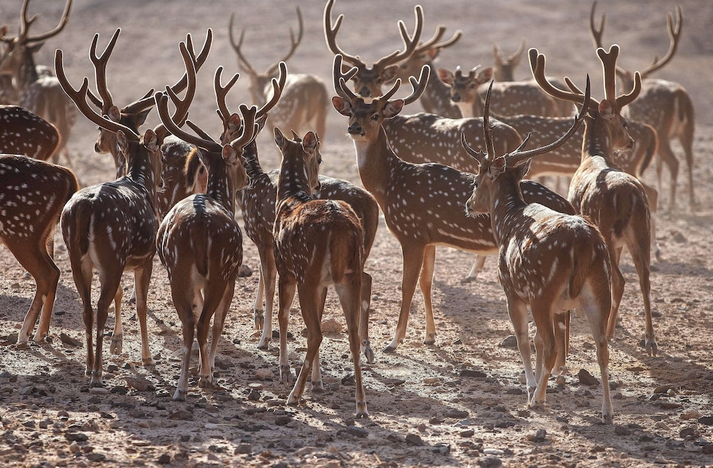 Anantara Sir Bani Yas Island Al Yamm Villa Resort 40/49